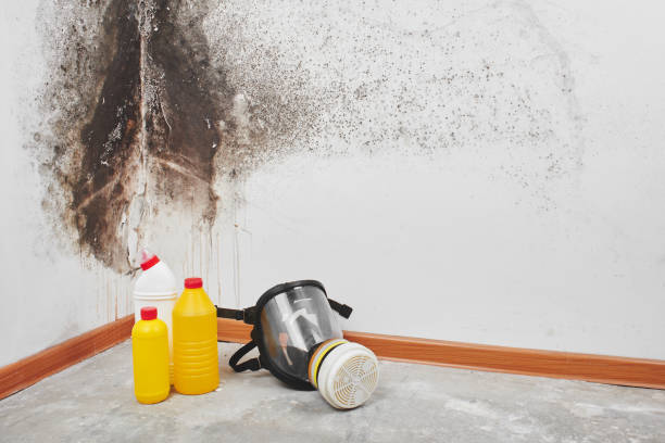 Best Crawl Space Mold Remediation in Petersburg, IN