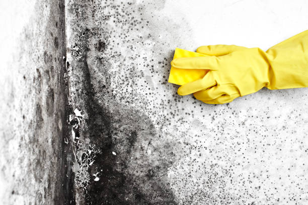 Reliable Petersburg, IN Mold Remediation Solutions