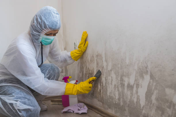 Best Emergency Mold Remediation in Petersburg, IN