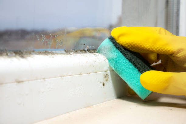 Best Emergency Mold Remediation in Petersburg, IN