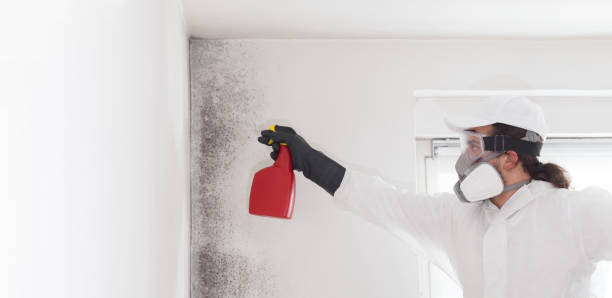 Best Preventive Mold Services in Petersburg, IN