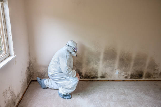 Best Mold Remediation for Specific Building Types in Petersburg, IN