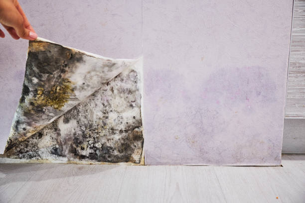 Best Residential Mold Remediation in Petersburg, IN